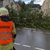 Baum auf Straße